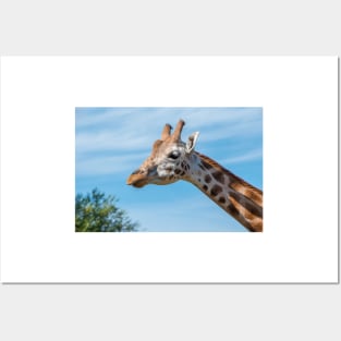 Close up photo of a Rothschild Giraffe head Posters and Art